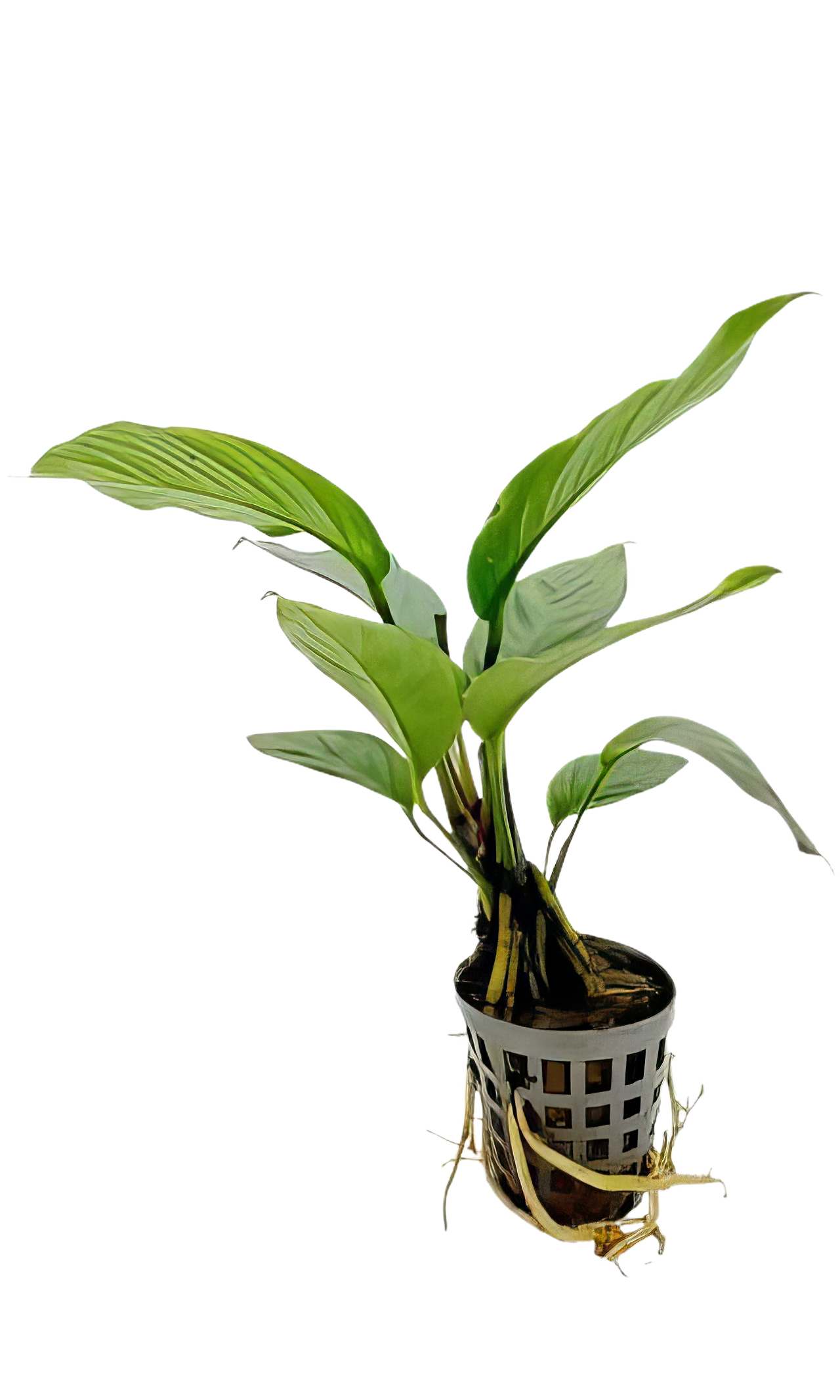 Five Potted Plants Giant Congo Anubias Plant Anubias Heterophylla