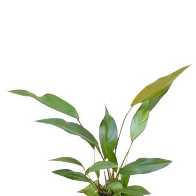 Five Potted Plants Lance Leaf Anubias Plant Anubias Lanceolata