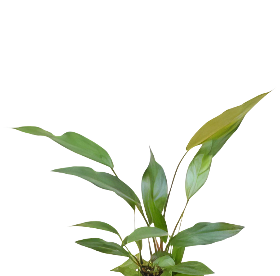 Five Potted Plants Lance Leaf Anubias Plant Anubias Lanceolata