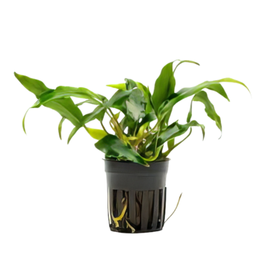 Five Potted Plants Narrowleaf Glabra Anubias Plant Anubias Minima