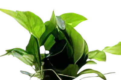 Five Potted Plants Petite Anubias Plant Anubias Nana