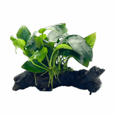 Anubias Nana Plant on Driftwood 5cm