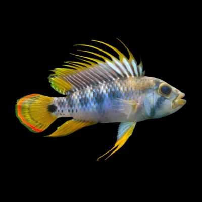 10 x Apistogramma Baenschi 3cm
