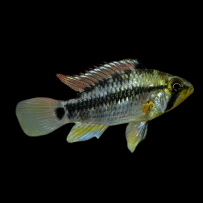 10 x Apistogramma Cruzi 3cm