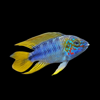 10 x Apistogramma Opal 3cm