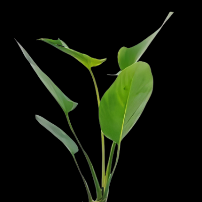 Five Potted Plants Arrowhead Betta Anubias Plant Anubias Hastifolia