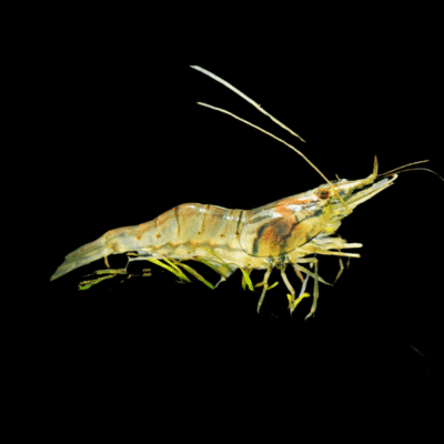 30 x Asian Glass Shrimp Neocaridina 1.5cm