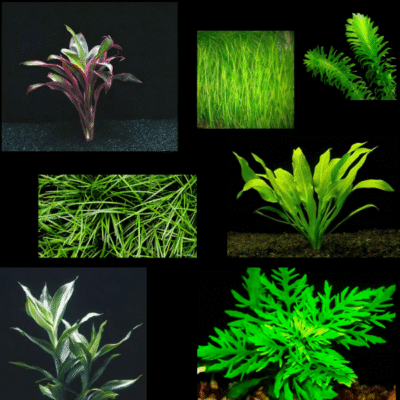 Twenty Bunches Assorted Freshwater Aquatic Plants