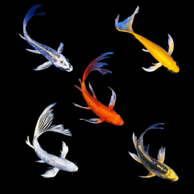 Assorted Butterfly Koi Carp Cyprinus Carpio - 20cm X 6