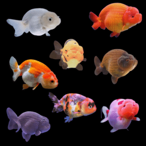 Assorted Giant Lionhead Ranchu Goldfish Carassius Auratus - 15cm X 6