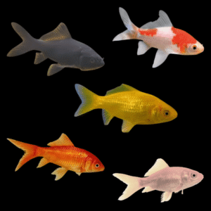 Assorted Goldfish Carassius Auratus - 15cm X 6