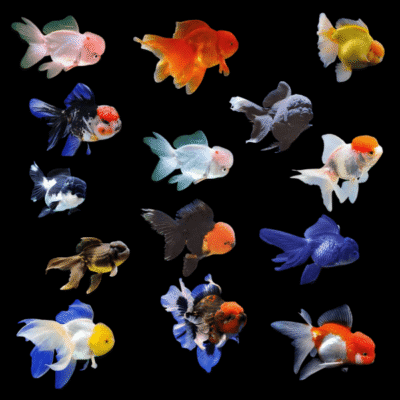 Assorted Super Jelly Head Giant Oranda Goldfish Carassius Auratus - 10cm X 6