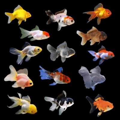 Assorted Oranda Goldfish Carassius Auratus - 10cm X 6