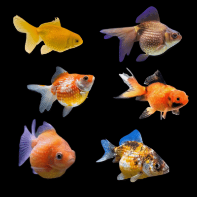 Assorted Pearlscale Goldfish Carassius Auratus - 10cm X 6