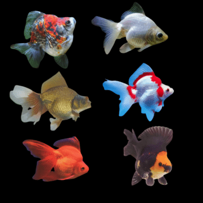 Assorted Ryukin Goldfish Carassius Auratus - 10cm X 6