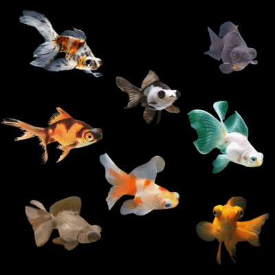 Assorted Telescope Butterfly Moor Goldfish Carassius Auratus - 10cm X 6