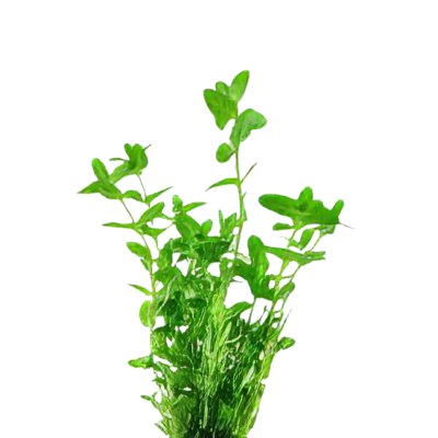 Five Potted Plants Creeping Water Hyssop Plant Bacopa Amplexicaulis