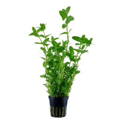 Five Potted Plants Blue Water Plant Bacopa Caroliniana