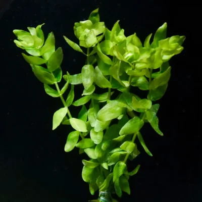 Five Bunched Plants Blue Water Plant Bacopa Caroliniana