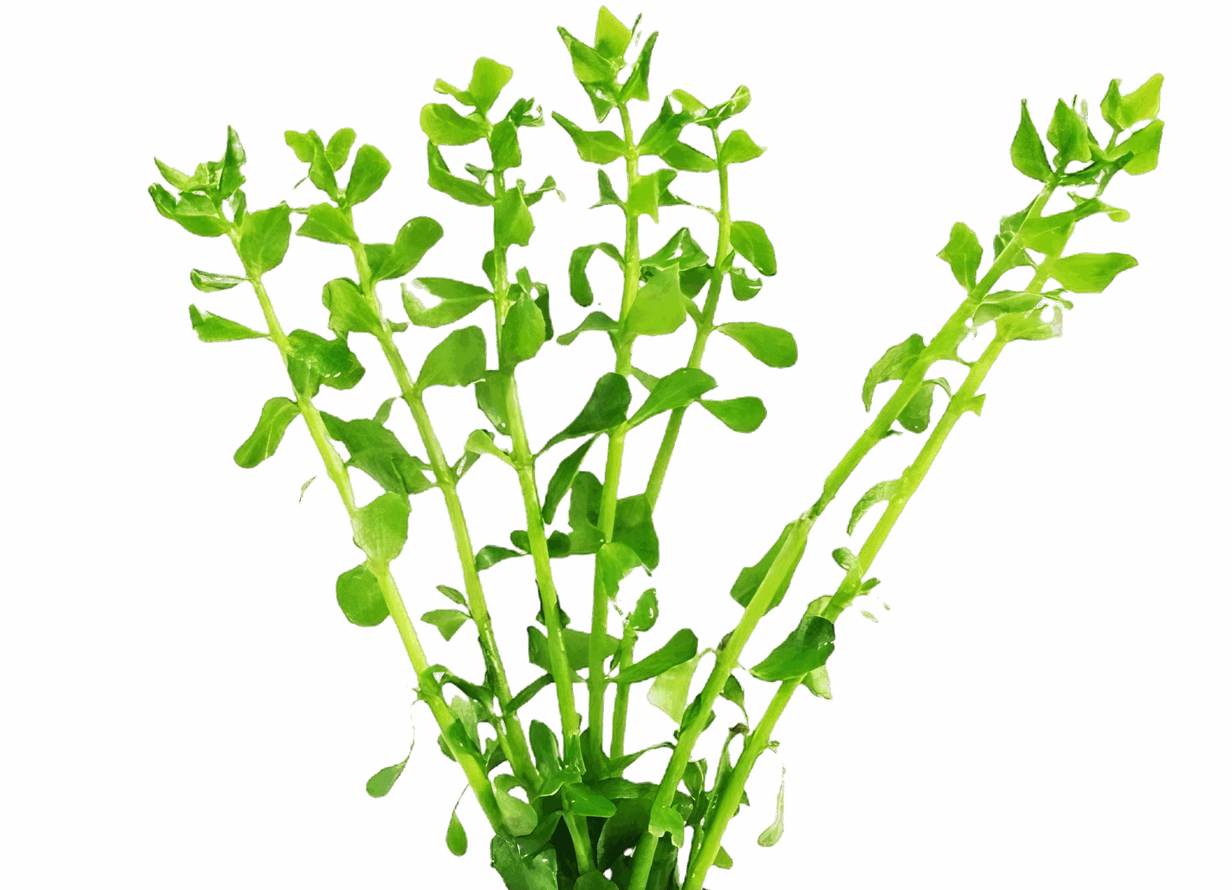 Five Potted Plants Moneywort Plant Bacopa Monnieri