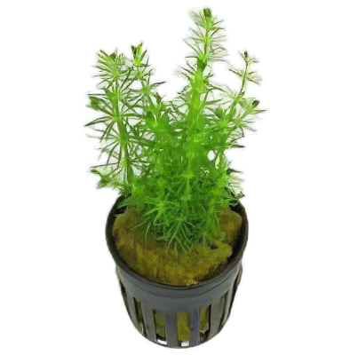 Five Potted Plants Brazilian Bacopa Plant Bacopa Myriophylloides