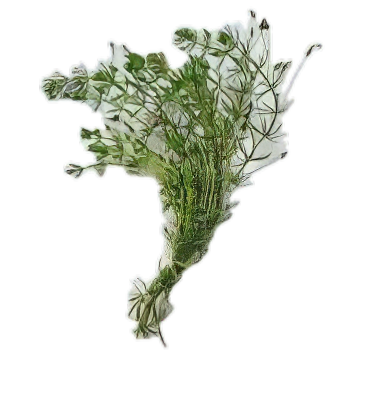 Five Bunched Plants Brazilian Bacopa Plant Bacopa Myriophylloides