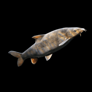 Barbel 10cm X 6