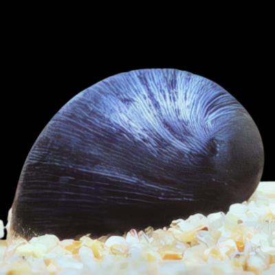 40 x Black Helmet Snail Nerite 1.5cm