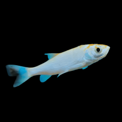 Blue Orfe Leuciscus Idus - 10cm X 10