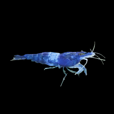 30 x Blue Rili Shrimp Neocaridina 1.5cm