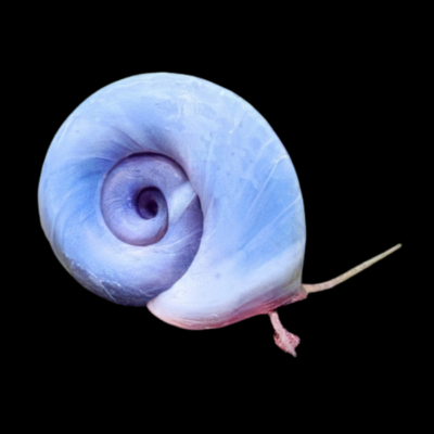 40 x Blue Ramshorn Snail Planorbella 1.5cm