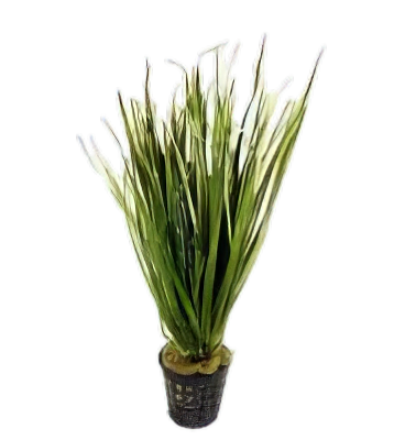 Five Potted Plants Bamboo Plant Blyxa Aubertii