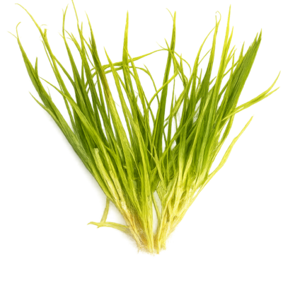 Five Potted Plants Japanese Rush Asian Grass Plant Blyxa Japonica