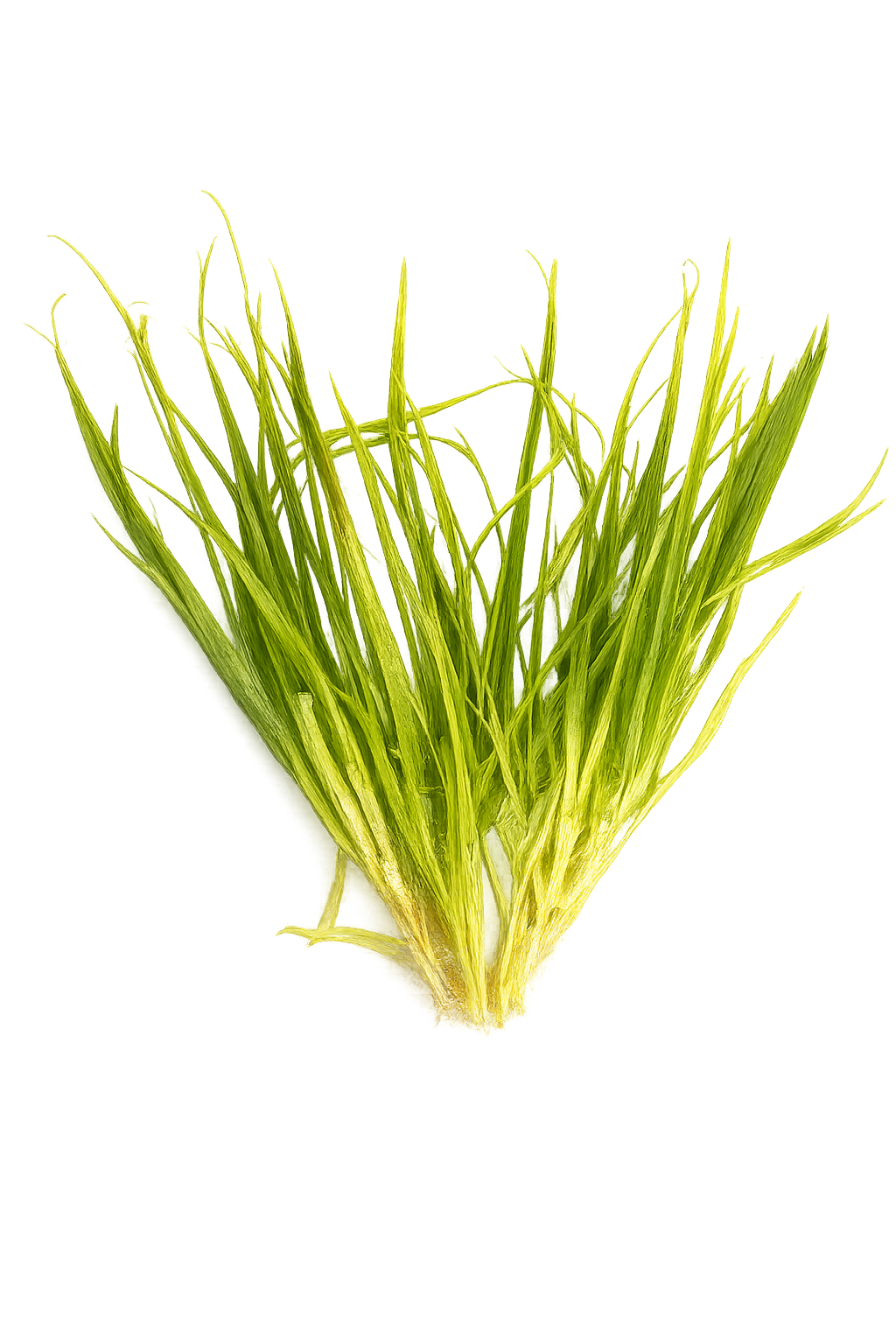 Five Potted Plants Japanese Rush Asian Grass Plant Blyxa Japonica
