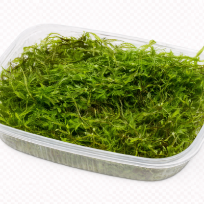 Five Portions of Plants Bogor Moss Plant Taxiphyllum Barbieri