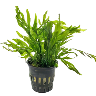 Five Potted Plants African Water Fern Plant Bolbitis Heudelotii