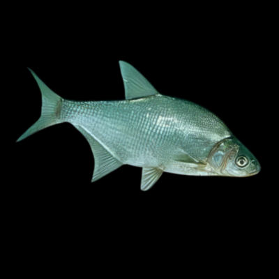 Bream 10cm X 10