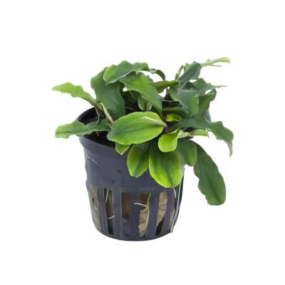 Five Potted Plants Green Wavy Bucephalandra Plant Bucephalandra Sp