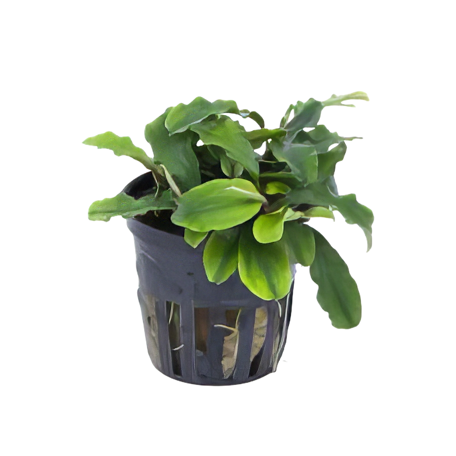 Five Potted Plants Green Wavy Bucephalandra Plant Bucephalandra Sp