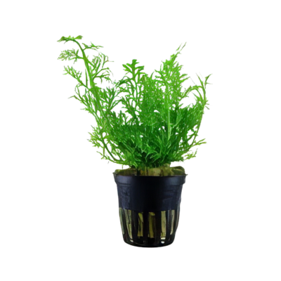 Five Potted Plants Fine Leaf Water Sprite Plant Ceratopteris Thalicroides
