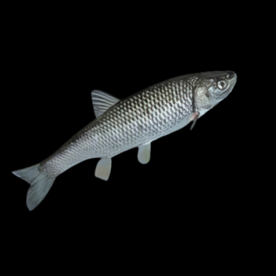 Chub 10cm X 6