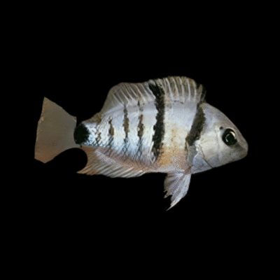 20 x Spilurum Blue Eyed Cichlid 5cm