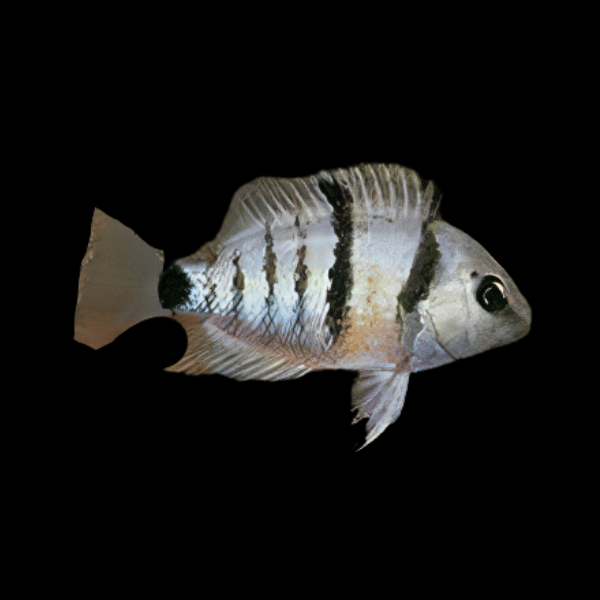 20 x Spilurum Blue Eyed Cichlid 5cm