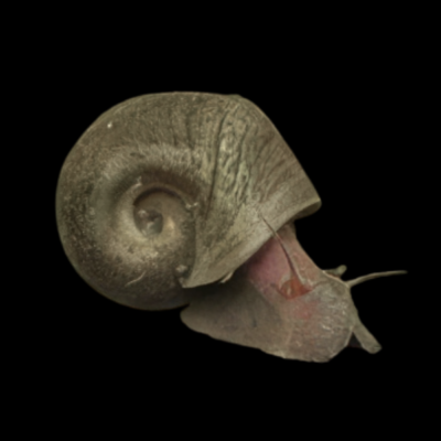 40 x Ramshorn Snail Planorbella 1.5cm