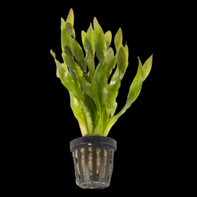 Five Potted Plants Twisted Corkscrew Vallis Plant Vallisneria Corkscrew