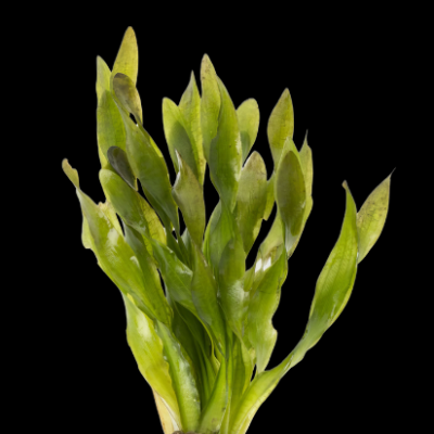 Five Bunched Plants Twisted Corkscrew Vallis Plant Vallisneria Corkscrew