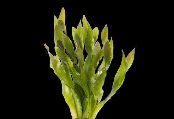 Five Bunched Plants Twisted Corkscrew Vallis Plant Vallisneria Corkscrew