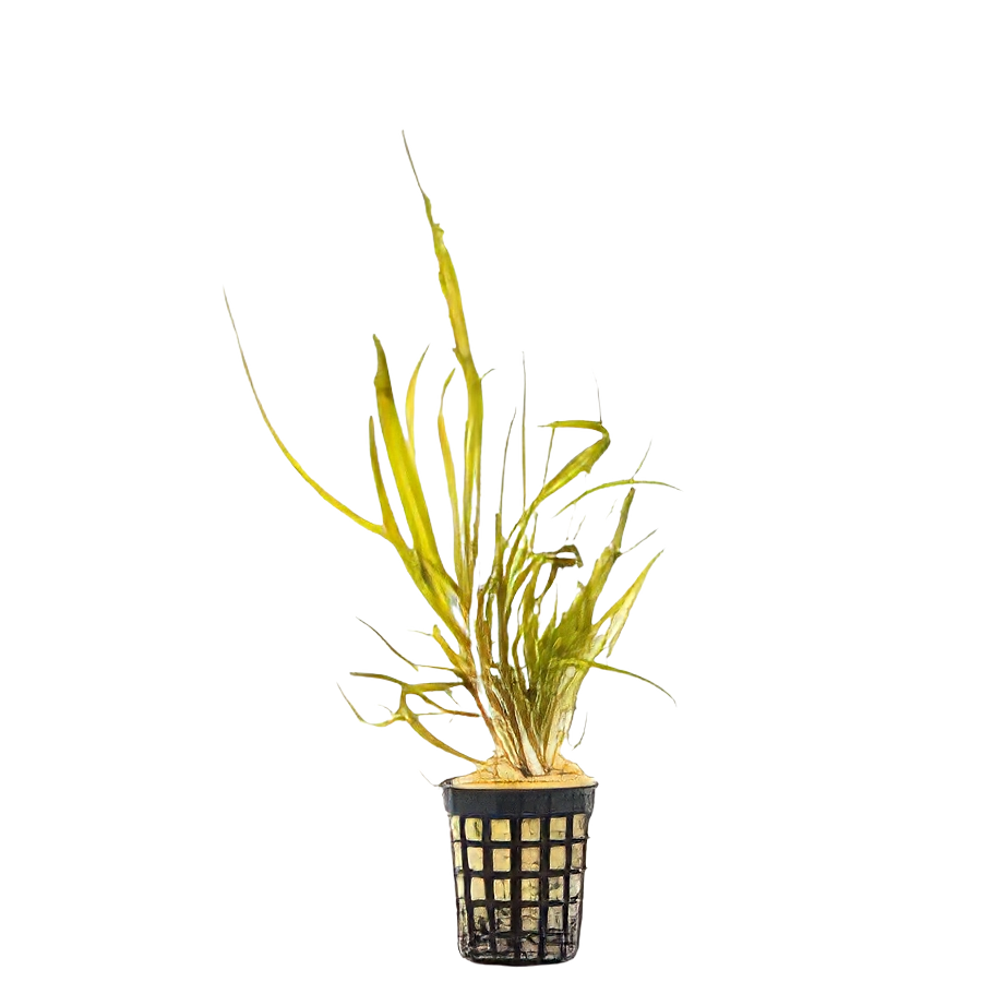 Five Potted Plants Cryptocoryna Cryspatula Plant Cryptocoryne Tonkinensis