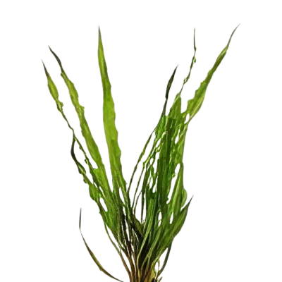 Five Potted Plants Cryptocoryne Crispatula Plant Cryptocoryne Balansae