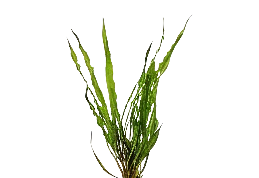 Five Potted Plants Cryptocoryne Crispatula Plant Cryptocoryne Balansae